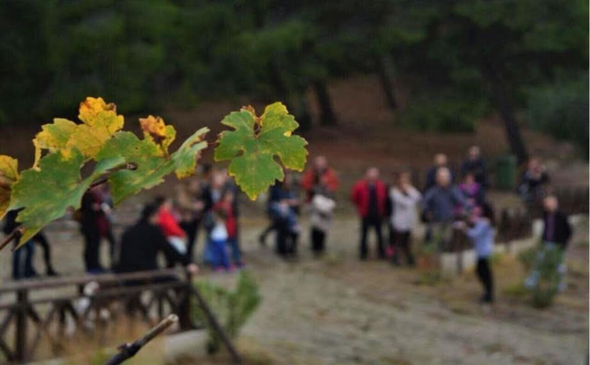 wine-tours-greece-2-mygreecetours