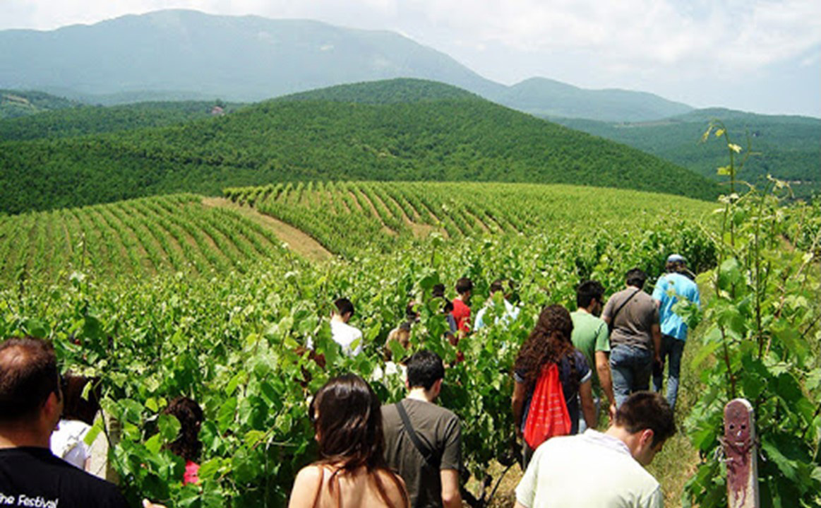 wine-tours-greece-3-mygreecetours